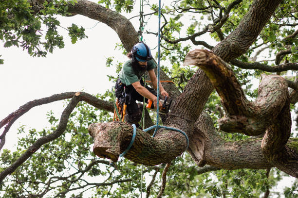 Reliable Trinidad, CO Tree Care Solutions
